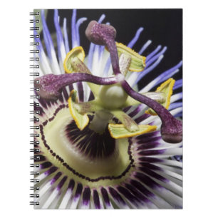 Carnet Passiflore en gros plan (MR)
