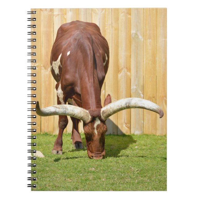 Carnet Pâturage d'Ankole-Watusi (Devant)