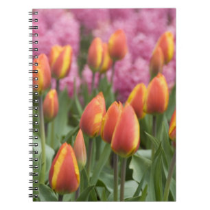 Carnet Pays-Bas (aussi appelé Hollande), Lisse. Keukenhof