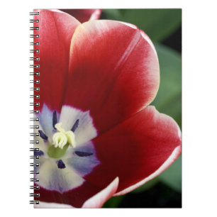 Carnet Pays-Bas (aussi appelé Hollande), Lisse. Keukenhof