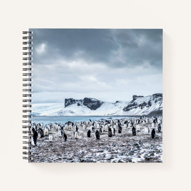 Carnet Paysage de la colonie de pingouins de Chinstrap (Devant)