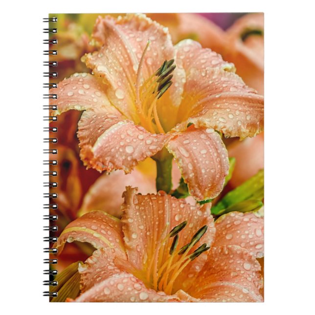 Carnet Peach Daylily (Devant)