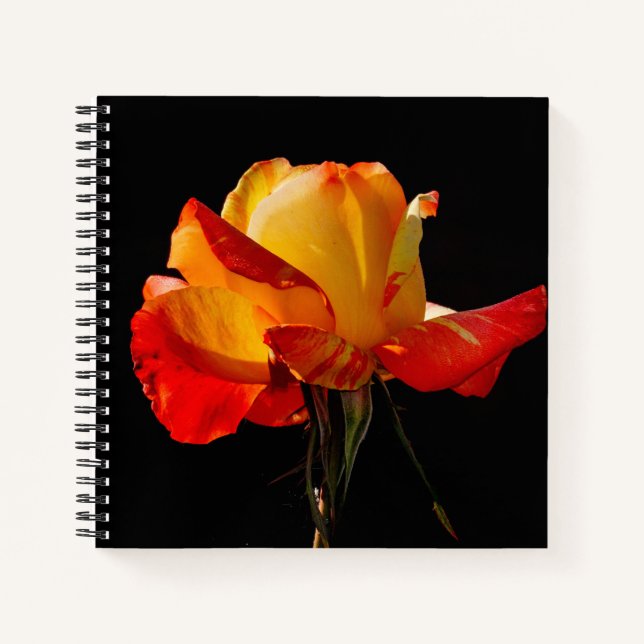 Carnet Peachy Orange Rose (Devant)