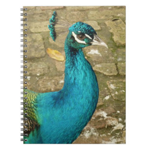 Carnet Peacock Belle photographie nature