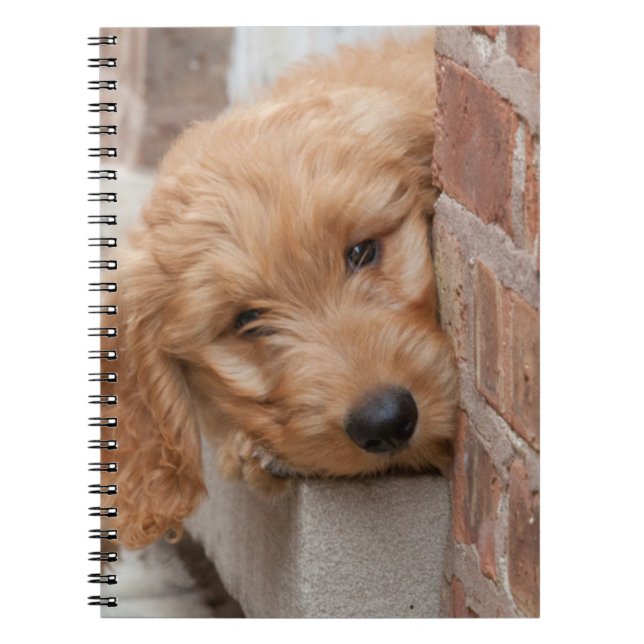 Carnet Peecing de Goldendoodle (Devant)