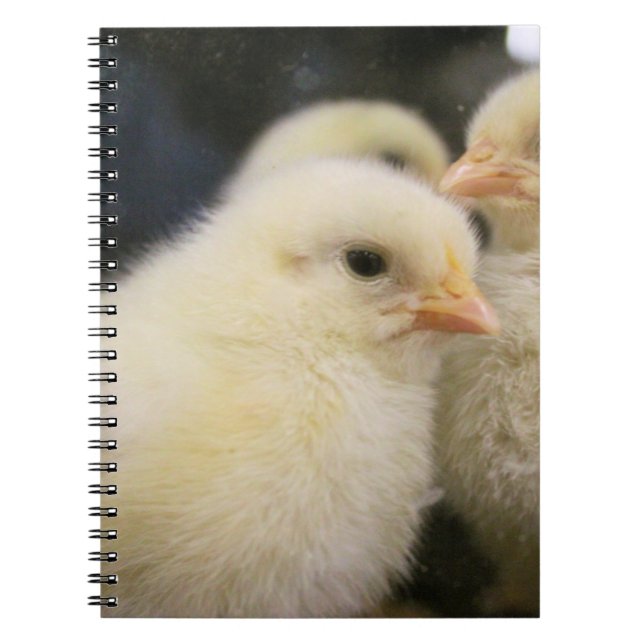 Carnet Peeps (Devant)