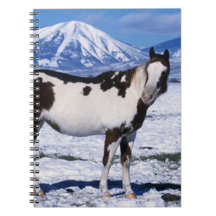 Carnet Peignez le cheval se tenant dans la neige