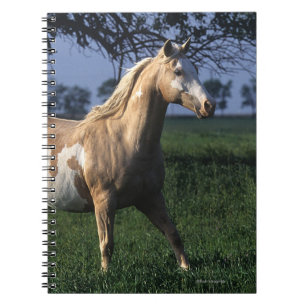 Carnet Peignez le cheval tenant 2