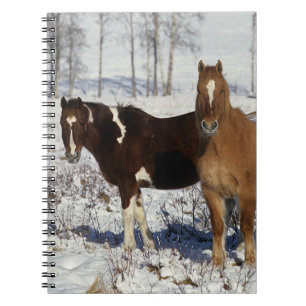 Carnet Peignez les chevaux dans la neige