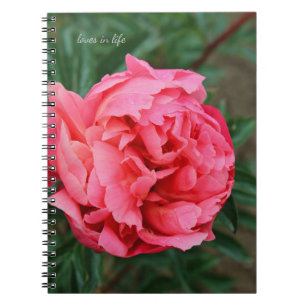 Carnet Peine rose complète
