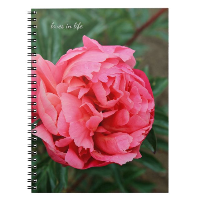 Carnet Peine rose complète (Devant)