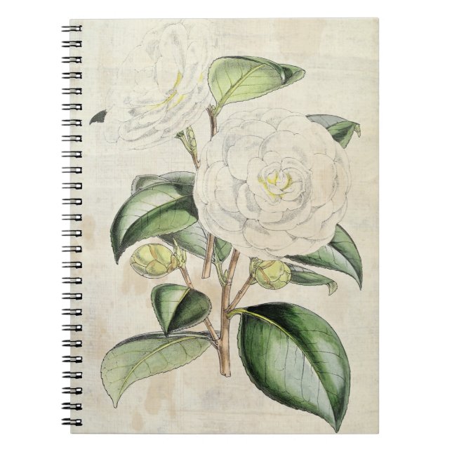 Carnet Perle botanique vintage Camellia (Devant)