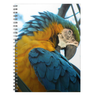 Carnet Perroquet