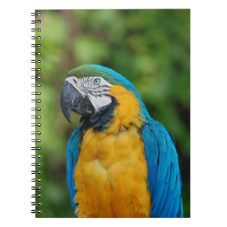 carnet _ perroquet