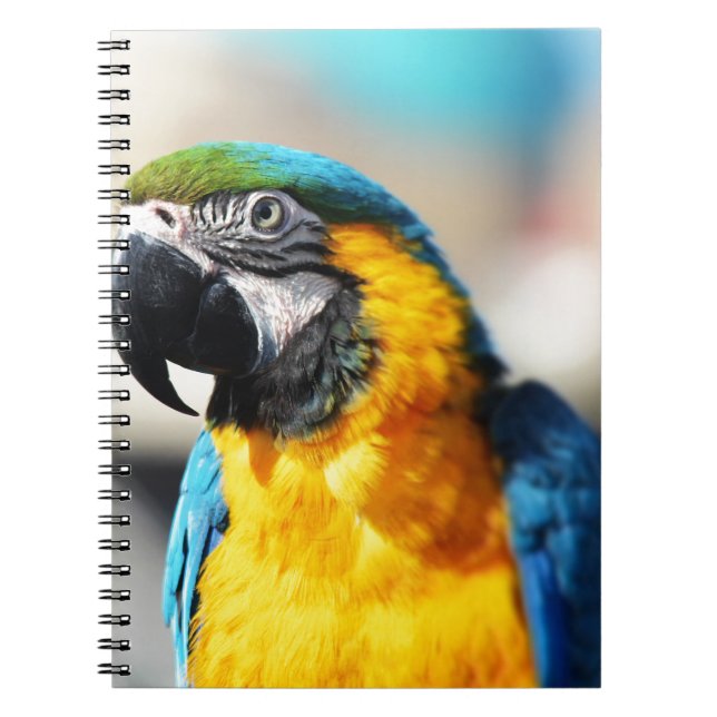 Carnet perroquet (Devant)