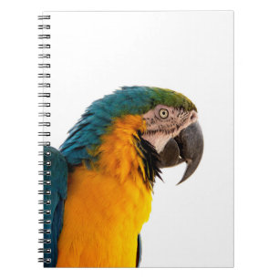 Carnet Perroquet ara  