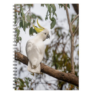 Carnet perroquet, cockatoo à crête de soufre, oiseau