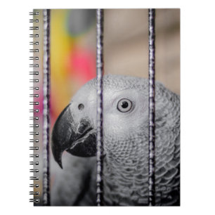 Carnet Perroquet gris