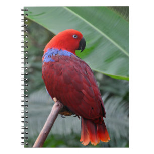 Carnet Perroquet rouge éclectique
