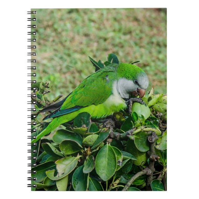 Carnet Perroquet vert (Devant)