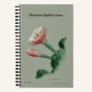 Carnet péruvien de cactus à pomme - Botanique Vint