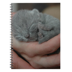 Carnet Petit Bébé bleu Kitten