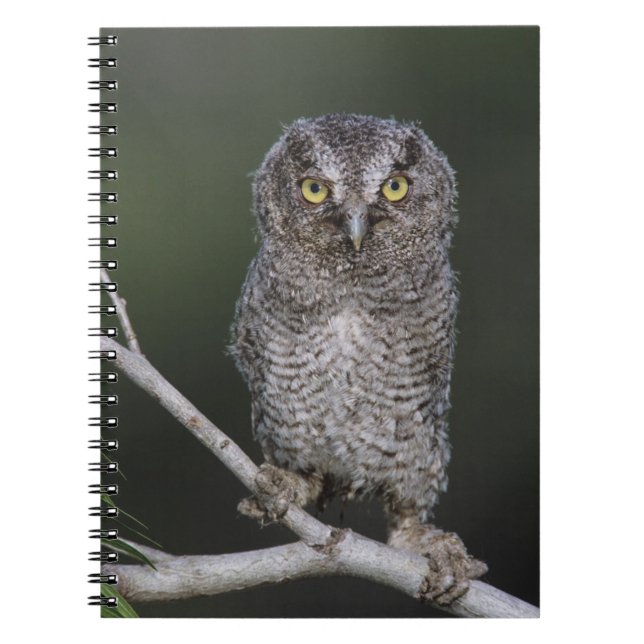 Carnet Petit-duc maculé, Megascops asio, Otus 2 (Devant)
