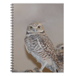 Carnet Petit hibou