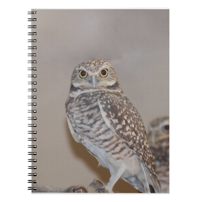 Carnet Petit hibou (Devant)