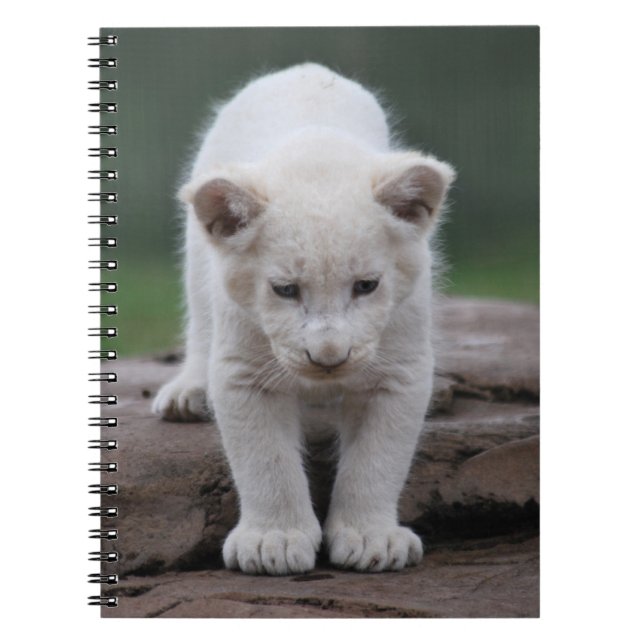 Carnet Petit lion blanc (Devant)