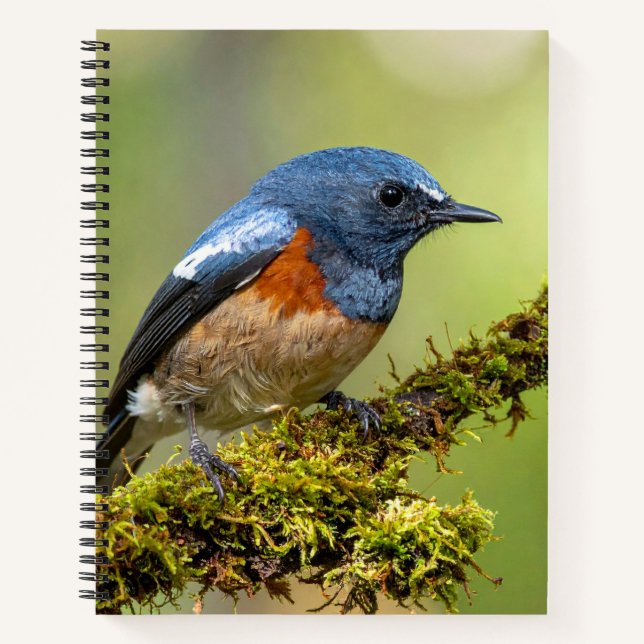 Carnet Petit oiseau bleu (Devant)