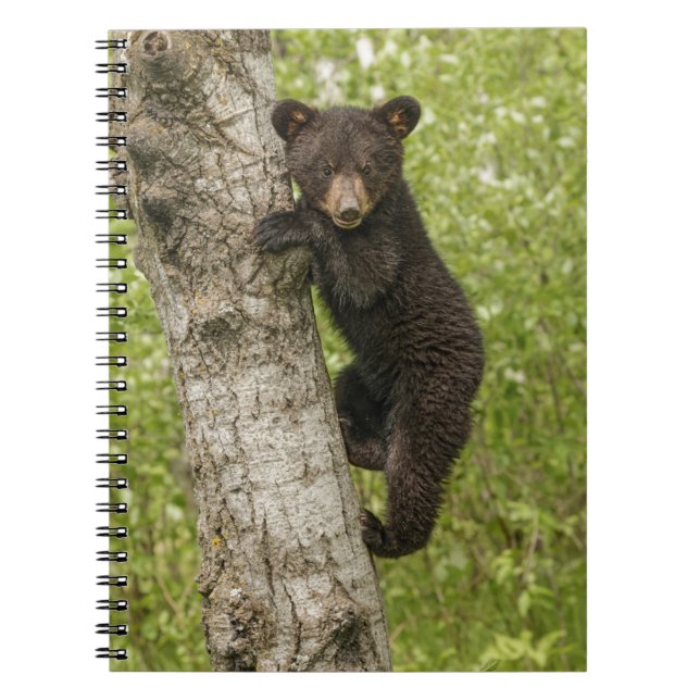 Carnet Petit Ours noir dans l'arbre (Devant)
