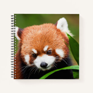 Carnet Petit Panda Rouge