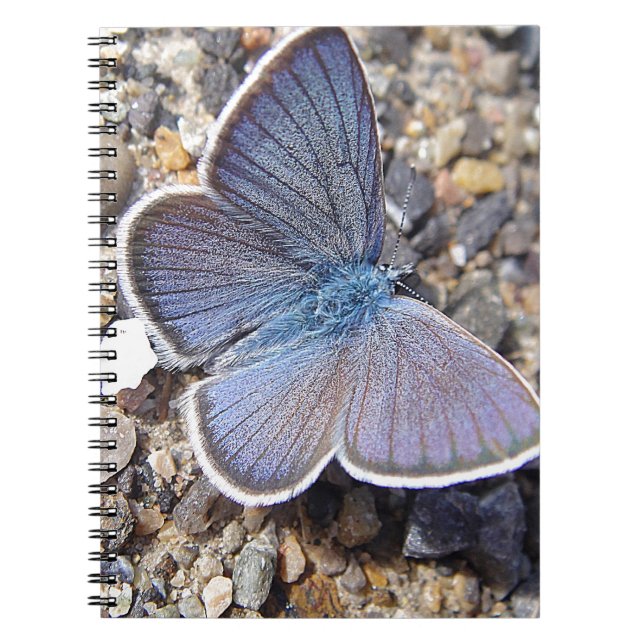 Carnet Petit papillon bleu (Devant)