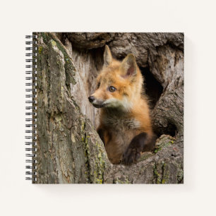 Carnet Petit Renard Rouge dans le Creux d'un Arbre
