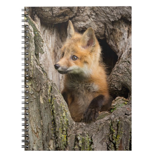 Carnet Petit renard rouge dans le creux d'un arbre (Devant)