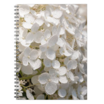 Petites fleurs blanches