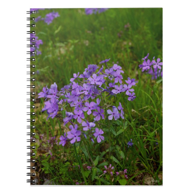 Carnet Phlox bleu sauvage (Devant)