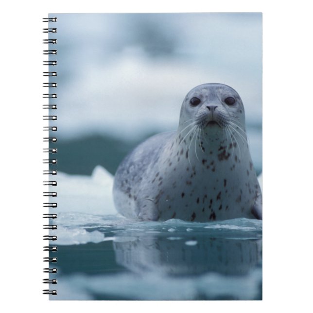 Carnet phoque commun du pacifique, Phoca vitulina richard (Devant)