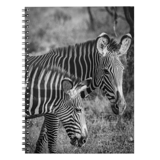 CARNET PHOTO À GRANDE ÉCHELLE DE ZEBRAS (Devant)