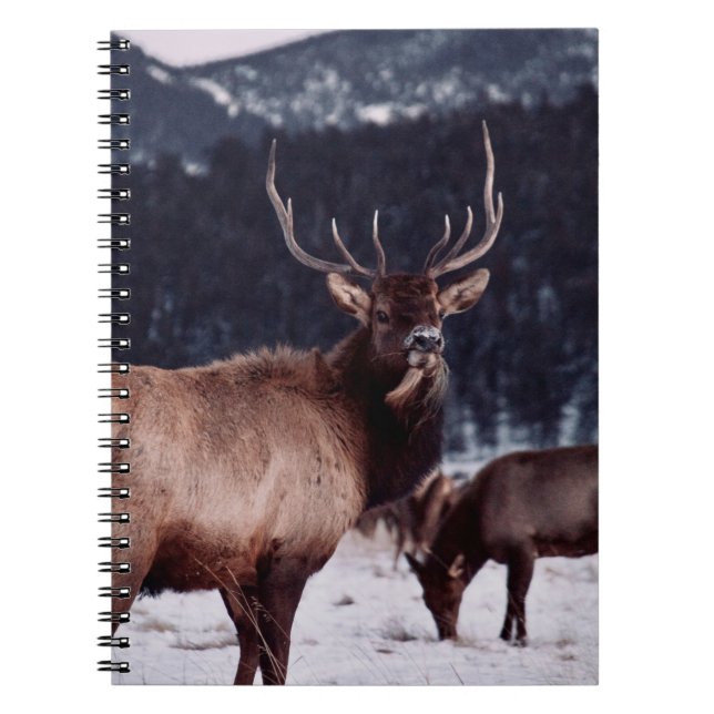 CARNET PHOTO À PEU PRÈS CONCENTRÉE DU CERF BROWN (Devant)