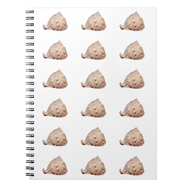 Carnet photo Conch Shell (Devant)