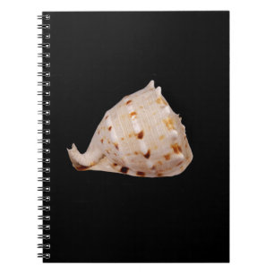 Carnet photo Conch Shell