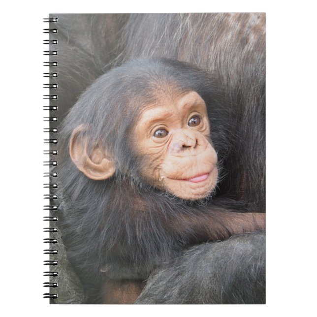 Carnet Photo de bébé chimpanzé mignon (Devant)
