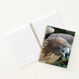 Carnet Photo de Buse à queue rousse Raptor