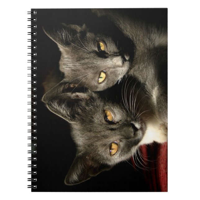 Carnet photo de chats gris (80 pages B&W) (Devant)