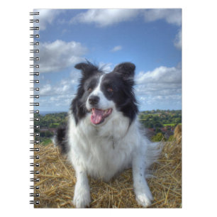 Carnet Photo de chien Border Collie mignon