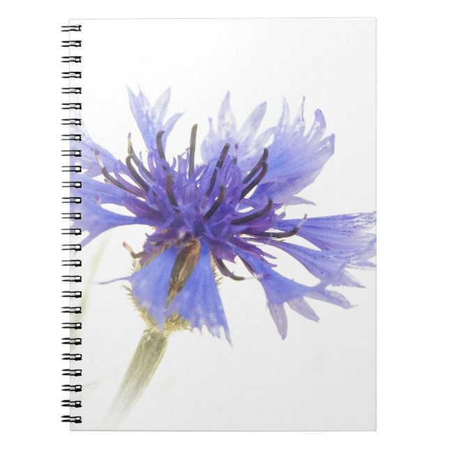 Carnet Photo de Cornflower bleu - (Devant)