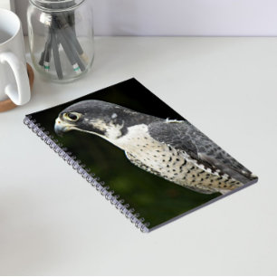 Carnet Photo de faucon pèlerin dans la nature
