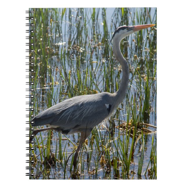 Carnet Photo de Grande Aigrette dans un marais (Devant)